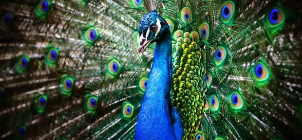 fotografia pawia z rozłożonym ogonem